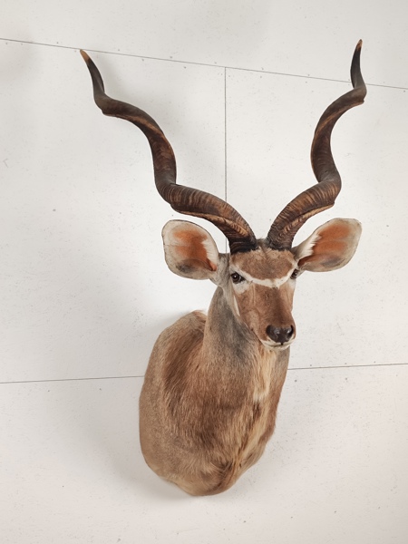 Taxidermi, Bogmontage, Större Kudu