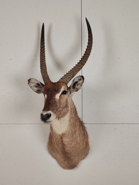 Taxidermi, Bogmontage, Ellipsvattenbock