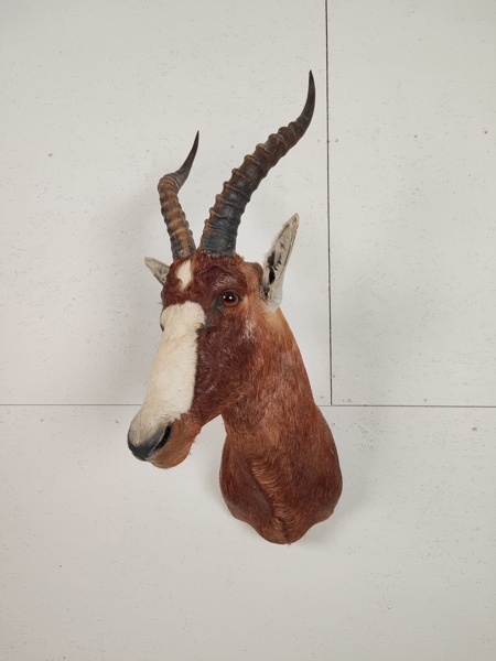 Taxidermi, bogmontage, Bläsbock