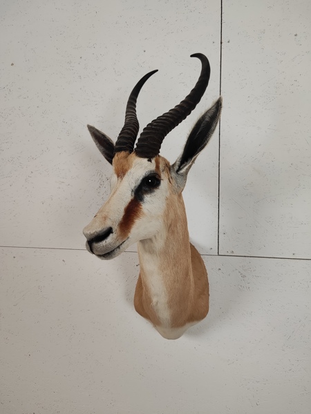 Taxidermi Springbock, bogmontage