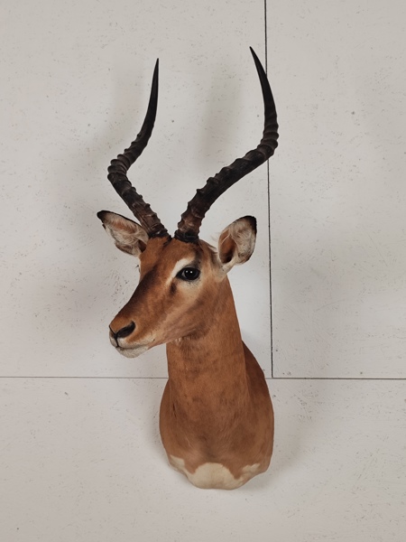 Taxidermi, Bogmontage, Impala