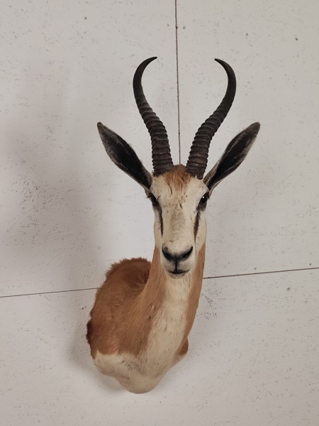 Taxidermi Springbock, bogmontage