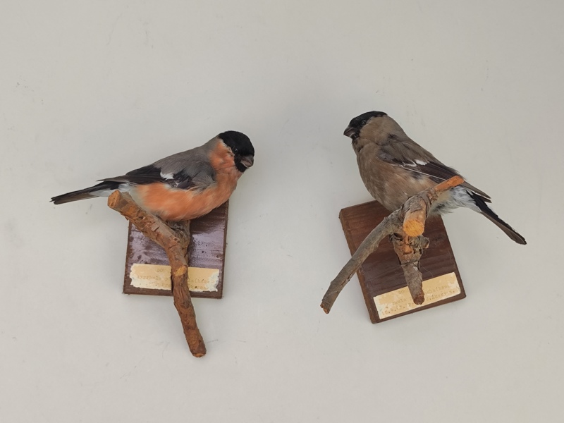 Taxidermi / Uppstoppade fåglar, Domherrar