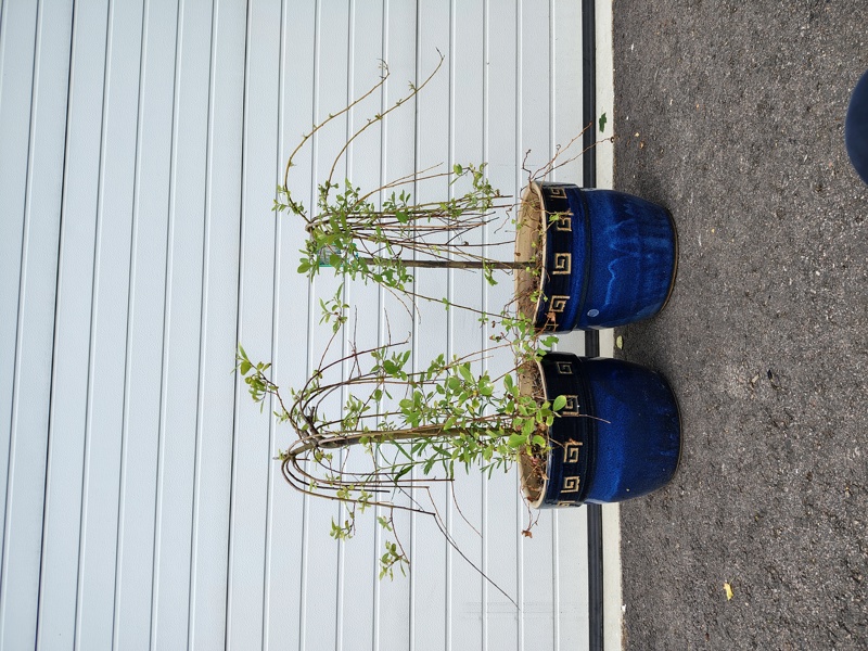 Utekrukor med Salix, 2 st