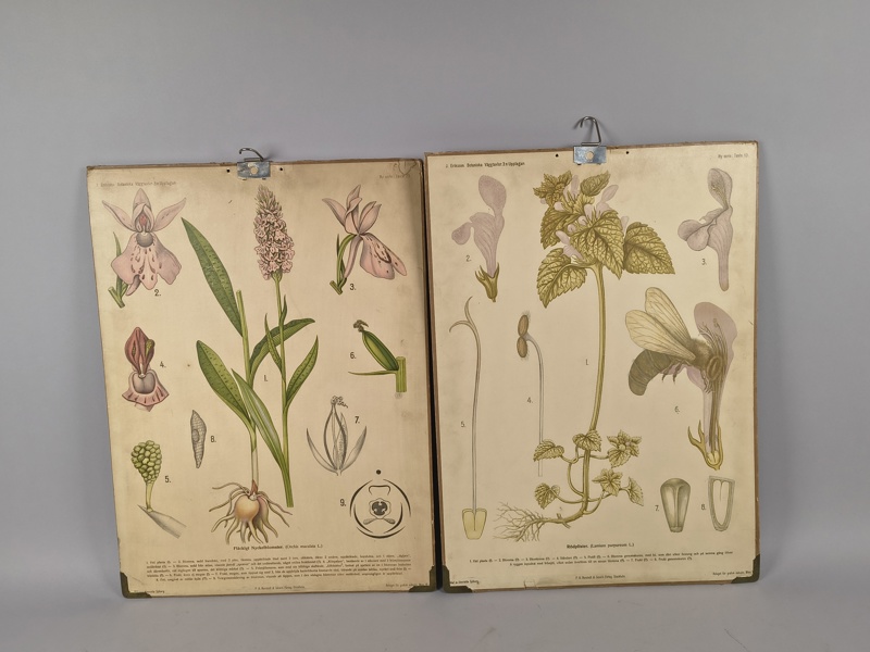 Skolplanscher/Botaniska väggtavlor