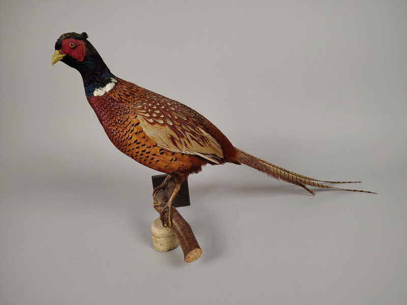 Uppstoppad fågel / Taxidermi, Fasan, Hane