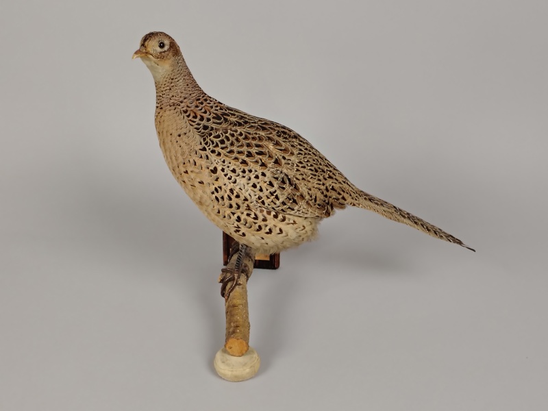 Uppstoppad fågel/ ´Taxidermi Fasan Hona