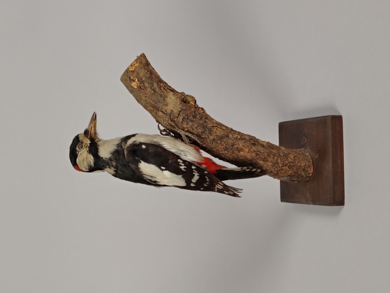 Uppstoppad fågel / Taxidermi, Hackspett