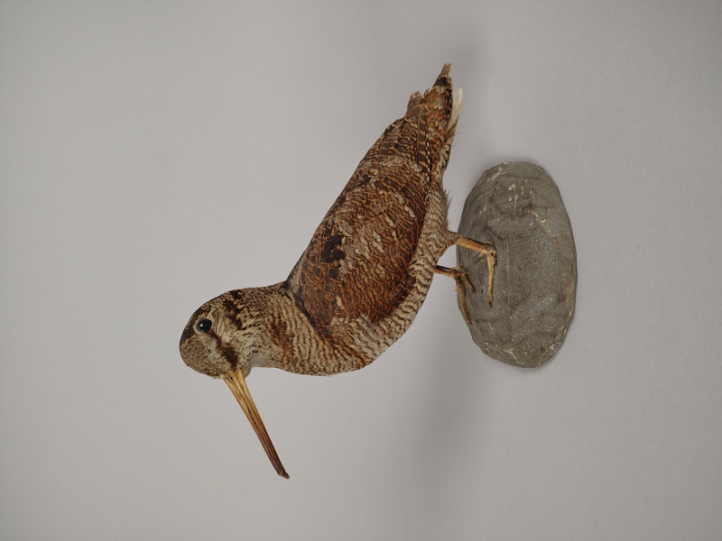 Uppstoppad fågel/Taxidermi, Morkulla