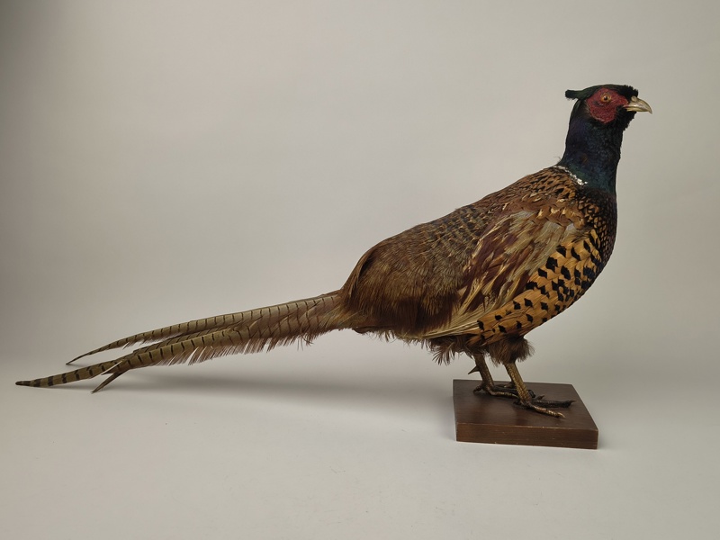 Taxidermi/Uppstoppad fågel, Fasan