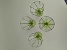 Glas, 4 st Art Deco