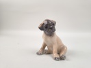 Figurin, "Mops" no 3169 Royal Copenhagen Danmark