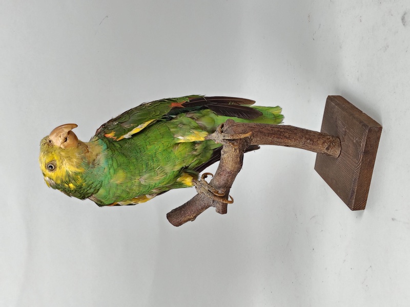 Taxidermi, Uppstoppad Papegoja
