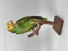 Taxidermi, Uppstoppad Papegoja