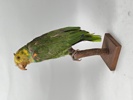 Taxidermi, Uppstoppad Papegoja