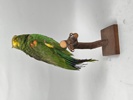 Taxidermi, Uppstoppad Papegoja