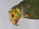 Taxidermi, Uppstoppad Papegoja