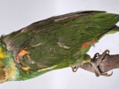 Taxidermi, Uppstoppad Papegoja