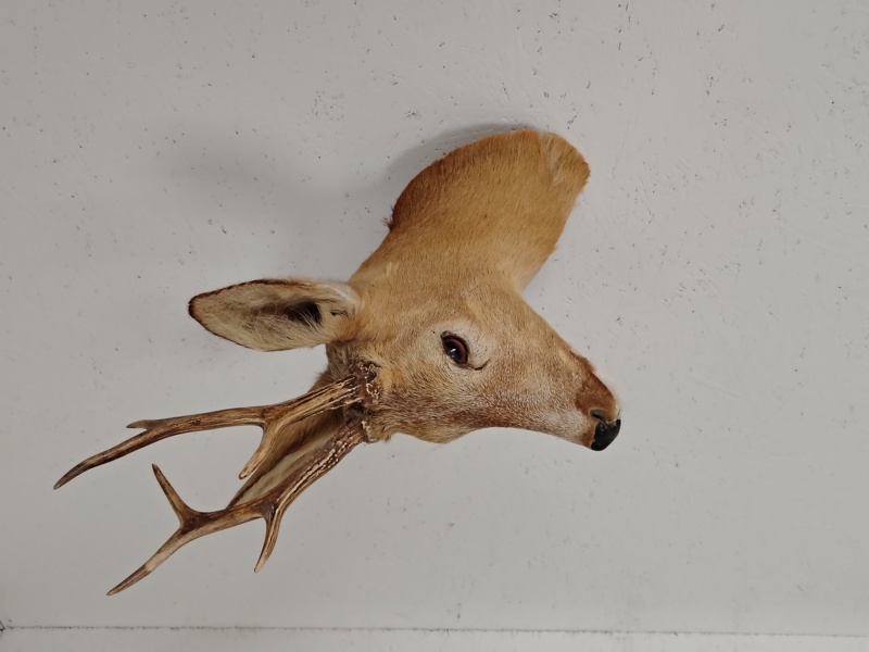 Taxidermi/huvudmontage,  Rådjur, uppstoppad