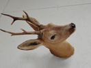 Taxidermi/huvudmontage, Rådjur, uppstoppad