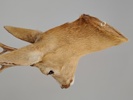 Taxidermi/huvudmontage, Rådjur, uppstoppad