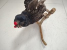 Taxidermi, uppstoppad Orre