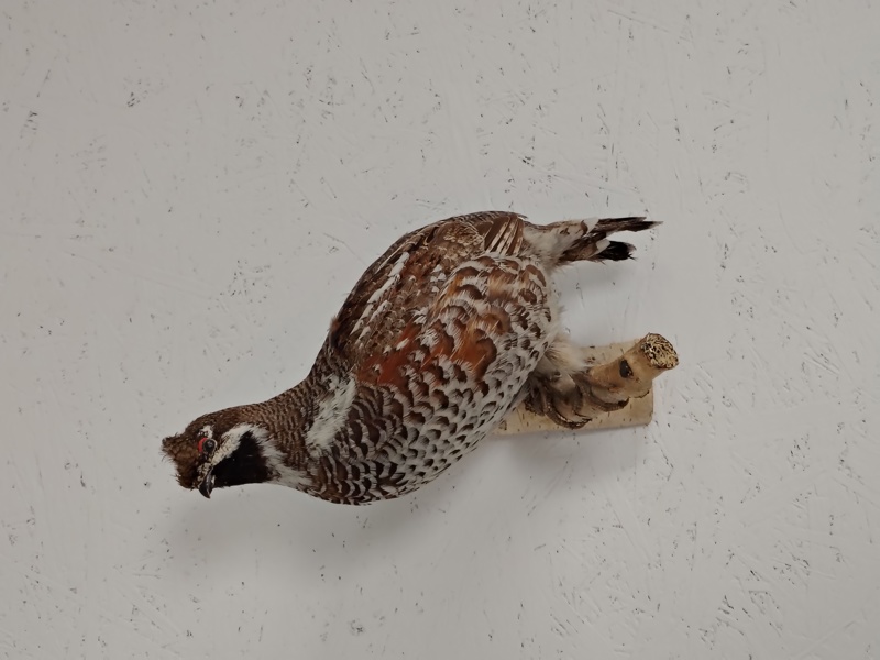 Taxidermi,  uppstoppad Hjärpe