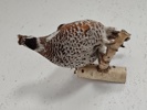 Taxidermi, uppstoppad Hjärpe