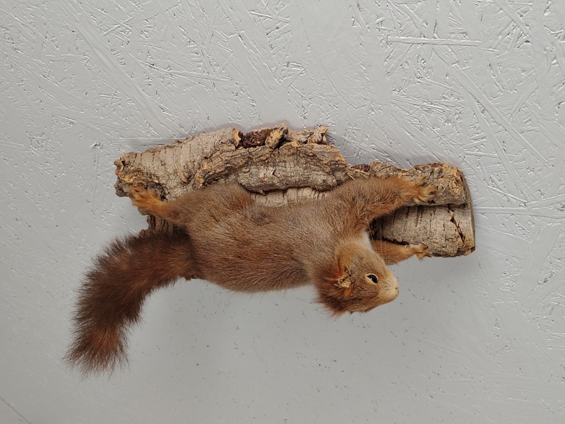 Taxidermi, uppstoppad Ekorre