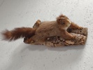 Taxidermi, uppstoppad Ekorre