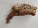 Taxidermi, uppstoppad Ekorre