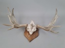 Älghorn / Jakttrofé
