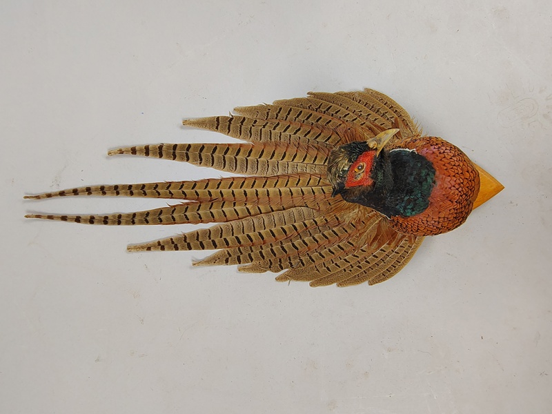Taxidermi, Fasan Väggmontage
