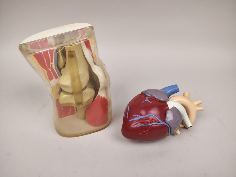 Modeller, Hjärta & Knäled, plast