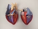 Modeller, Hjärta & Knäled, plast