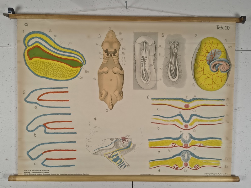 Skolplansch, Bildning av Embryots inre Organ