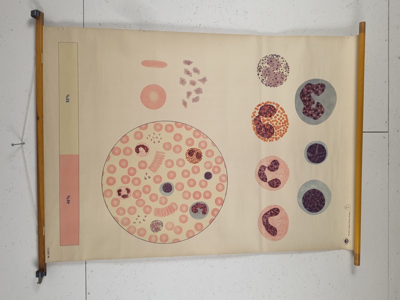 Skolplansch, "Blodet i Blodets sammansättning"