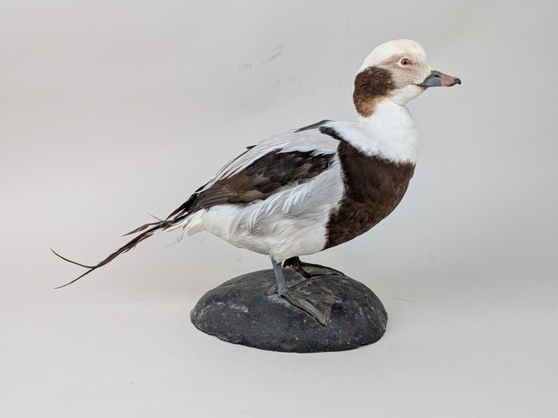 Taxidermi, Uppstoppad, Alfågel