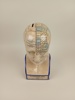 Porslinsbyst/sparbössa, Phrenology By L.N. Fowlwer