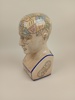 Porslinsbyst/sparbössa, Phrenology By L.N. Fowlwer