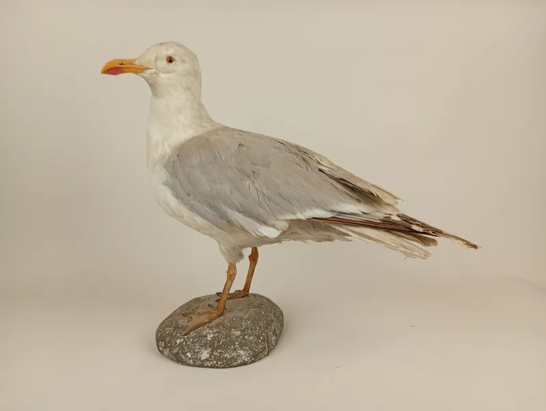 Taxidermi/uppstoppad fågel, Gråtrut