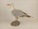 Taxidermi/uppstoppad fågel, Gråtrut