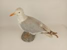 Taxidermi/uppstoppad fågel, Gråtrut