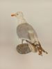 Taxidermi/uppstoppad fågel, Gråtrut