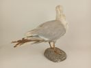 Taxidermi/uppstoppad fågel, Gråtrut