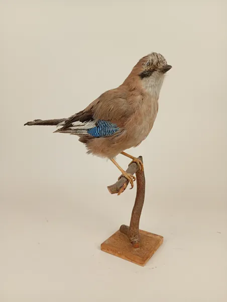 Taxidermi/uppstoppad fågel, Nötskrika