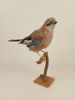 Taxidermi/uppstoppad fågel, Nötskrika