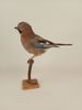 Taxidermi/uppstoppad fågel, Nötskrika