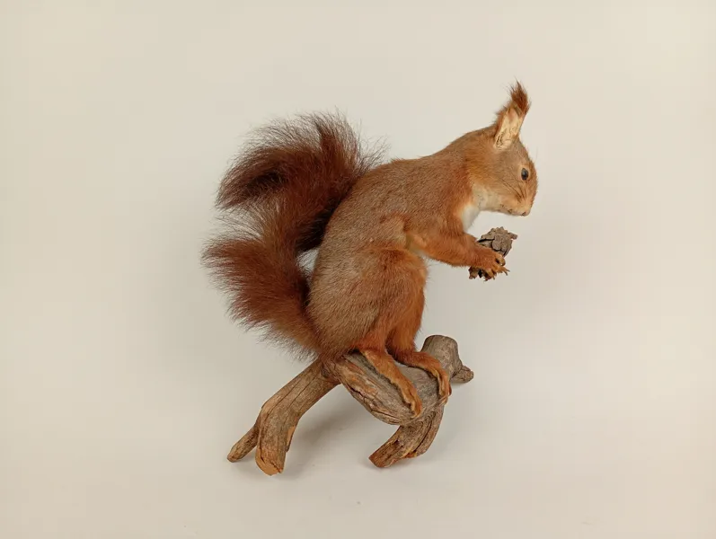 Taxidermi, Uppstoppad Ekorre