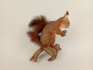 Taxidermi, Uppstoppad Ekorre